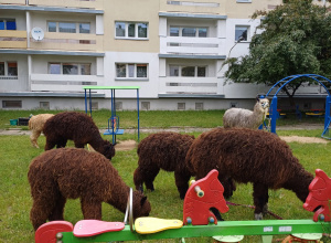 Zajęcia edukacyjne z alpakami